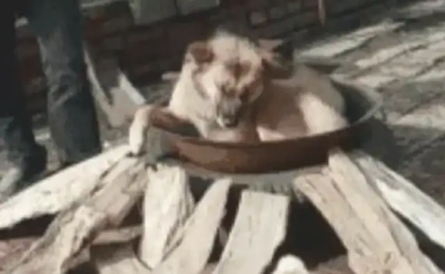 He pretended he was going to cook the dog, and when the rabbit saw it, he climbed into the pot
