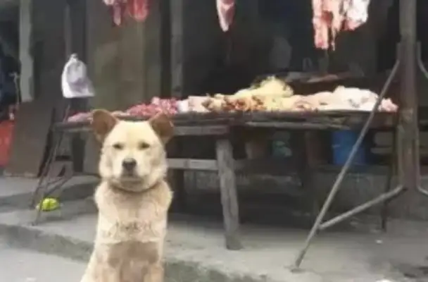 The stray dog sat in front of the meat stand every day and thought he was here to eat, so the boss said, 