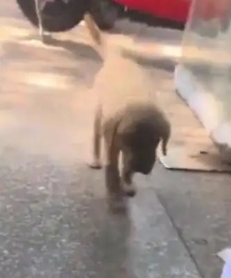 The dog went missing all night and came home in the morning