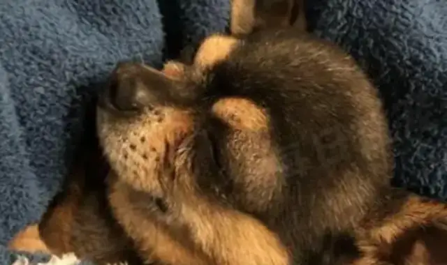 The dog was kept on the roof screaming for help, and the man was in the rain