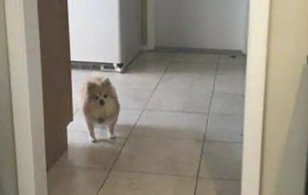 The master works at home, and the dog wonders about him every day: Have you been laid off