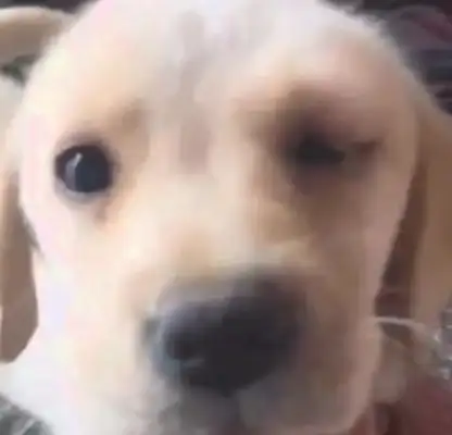 The dog went missing all night and came home in the morning