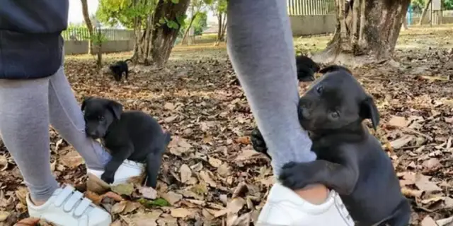 Abandon the little dog and hold on to his thigh! I hope they're adopted soon without sleeping under the stairs