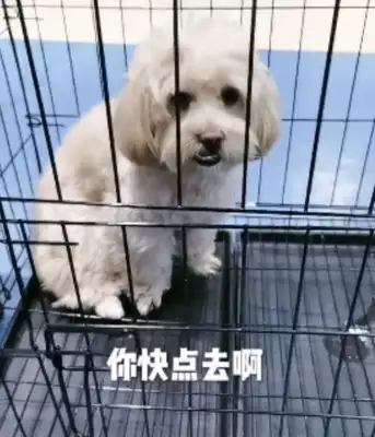 Dogs don't take baths, master takes the killer out, dog mind changes 180 degrees