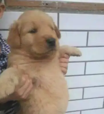 The dog went missing all night and came home in the morning