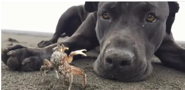 The dog digs a big hole, the master thinks the dog's playing, and the next second he slaps his hand
