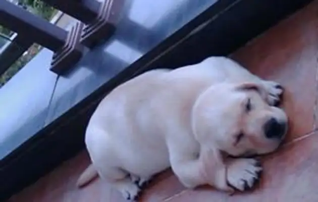 The dog couldn't wake up. The owner took out a single one