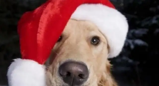 Blondie saw his dog thrown away and ran away. He came back two days later with it