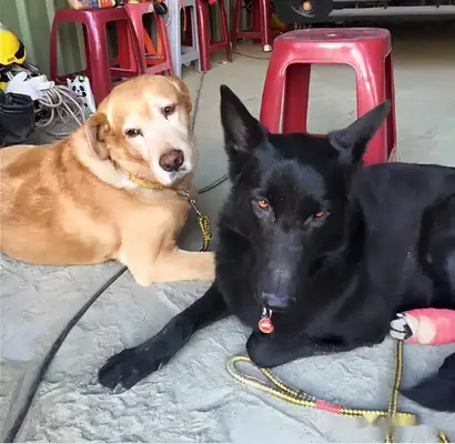 The search dog has a major illness, it needs blood and surgery, and it's enough for a day after the news