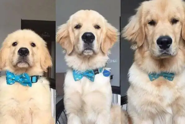 All these reactions in Alaskan dogs are suggesting that calcium is missing