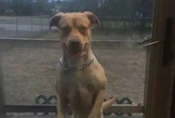 The dog couldn't wake up. The owner took out a single one