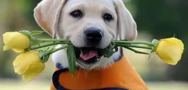 Can a dog be cloned when he's dead? How long can pets be cloned