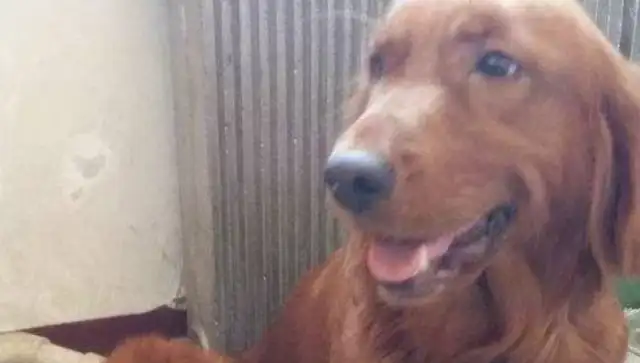 Blondie saw his dog thrown away and ran away. He came back two days later with it