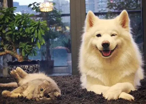 Can Suning bring a pet