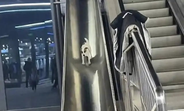 Puppy and baby lined up for a slide fire