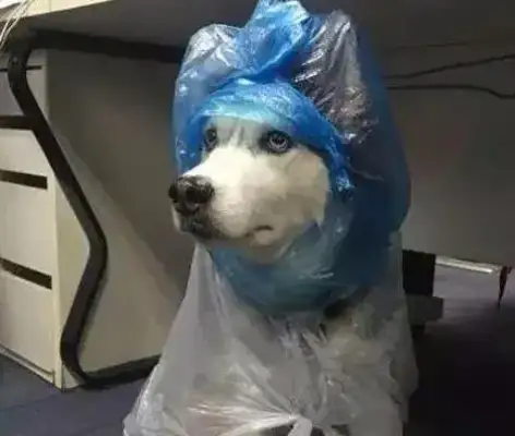 They put Hasty on their own raincoats, and the next two seconds they suspect the dog