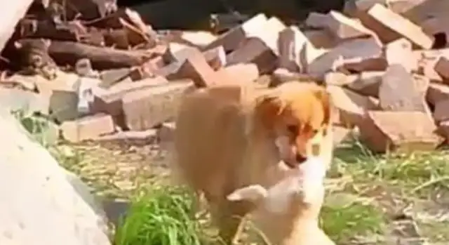 Blondie saw his dog thrown away and ran away. He came back two days later with it