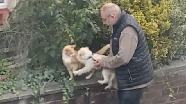 The dog had to make friends with the neighbor's orange cat but never had a chance