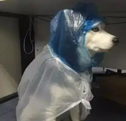 They put Hasty on their own raincoats, and the next two seconds they suspect the dog