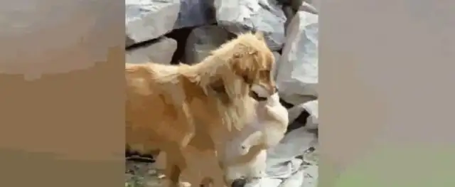 Blondie saw his dog thrown away and ran away. He came back two days later with it