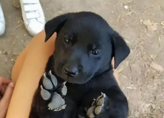 Abandon the little dog and hold on to his thigh! I hope they're adopted soon without sleeping under the stairs