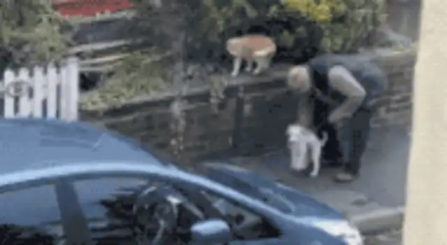 The dog had to make friends with the neighbor's orange cat but never had a chance