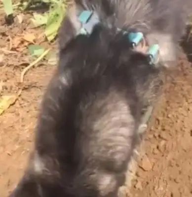 My son raised Haskee at his parents' house. My father sent a video the next day