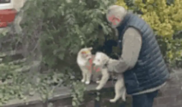 The dog had to make friends with the neighbor's orange cat but never had a chance