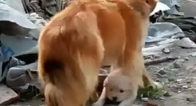 Blondie saw his dog thrown away and ran away. He came back two days later with it
