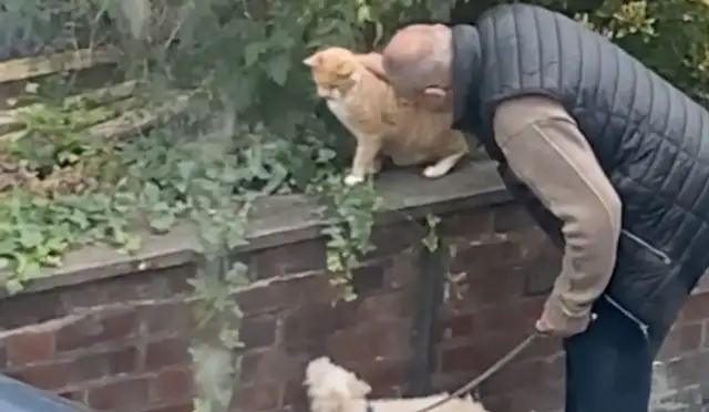 The dog had to make friends with the neighbor's orange cat but never had a chance