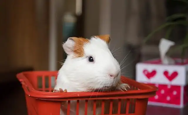 cats and dogs spend 5016 dollars a year! it's cheaper than raising a child? the world's most popular pet top10