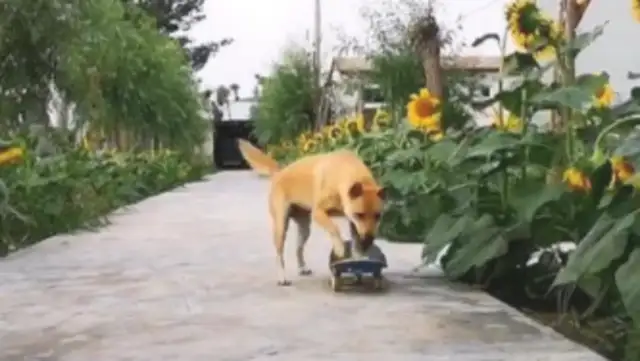 A field dog knows how to skateboard for a breath