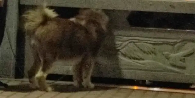 Alaska was just adopted by an acquaintance and sold to the doghouse in the afternoon