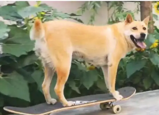 A field dog knows how to skateboard for a breath
