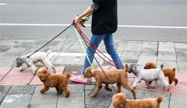 An old man in Xiamen died 26 days after being hit by a dog, and his family sued the owner for $440,000