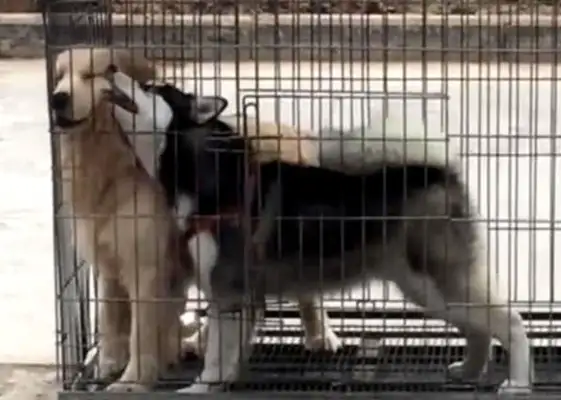 The master had just left, and the dogs in the cage had just started playing