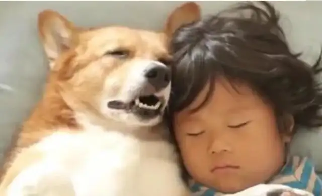 When Mom pushed the door open and saw an amazing scene: the dog got into the baby's nest