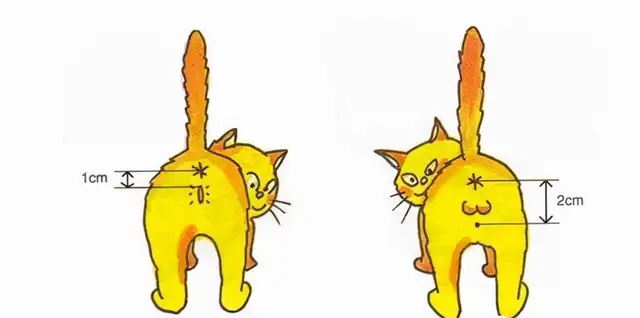 Cats must see! 14 stories about cats. The more they know, the healthier they are