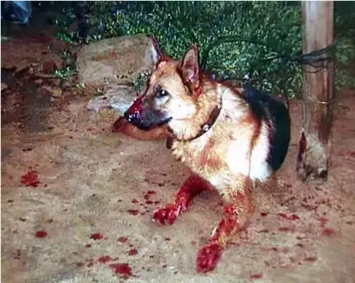 In the summer, dogs bite to pull ropes, chums, summer dogs bite many times