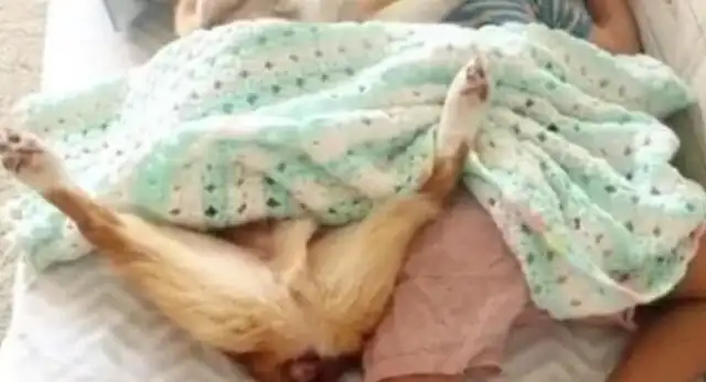 When Mom pushed the door open and saw an amazing scene: the dog got into the baby's nest