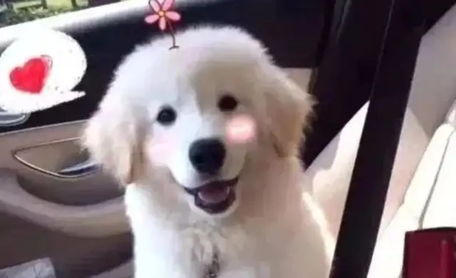 Samoye and the golden dog produced a little kimza
