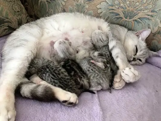 Cats must see! 14 stories about cats. The more they know, the healthier they are