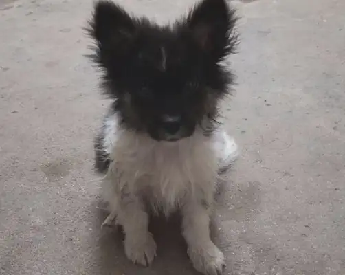The stray dog was starving for days in a fast restaurant, and the girl took it back for two days