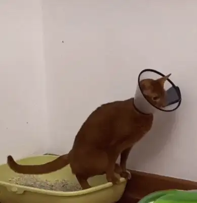 Cats must see! 14 stories about cats. The more they know, the healthier they are