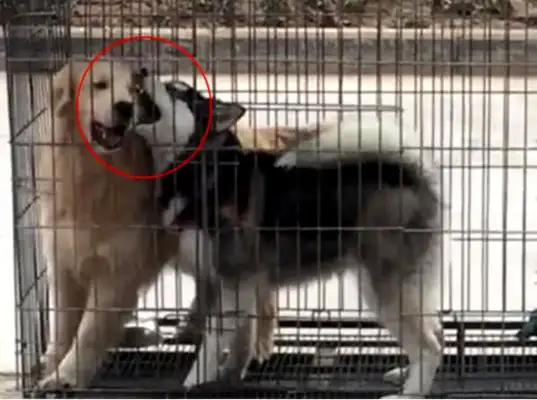 The master had just left, and the dogs in the cage had just started playing