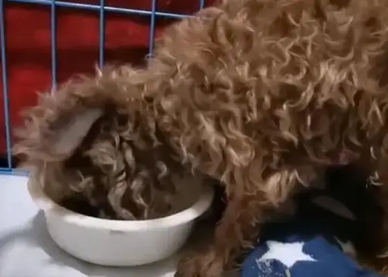 14 years of company, when the dog couldn't run, and then he was alone in the shadows