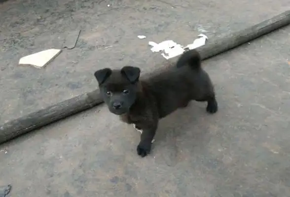 I found a stray dog on the road, and after three months of raising a girl, she couldn't stop thinking about it