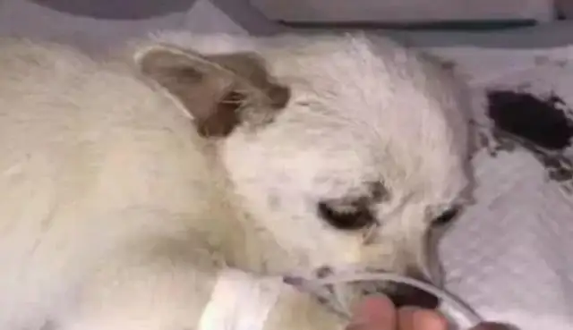 A stray dog knows he's going to die, takes his last breath to the ground