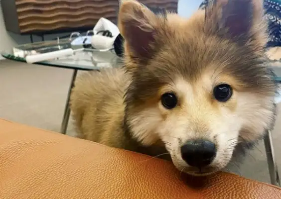 The actor picks up stray dogs and gets dumped all over the Internet