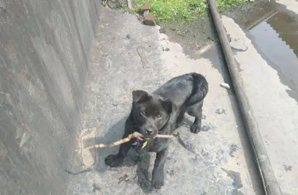 I found a stray dog on the road, and after three months of raising a girl, she couldn't stop thinking about it